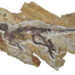 new-fossil-suggests-dinosaurs-may-have-chirped-like-birds