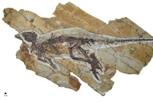 new-fossil-suggests-dinosaurs-may-have-chirped-like-birds