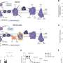new-research-unveils-role-of-mitochondria-in-t-cell-function