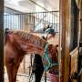 new-tool-links-parasitic-loads-to-horse-coat-health