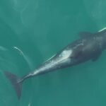 orcas-innovate-with-seaweed-tool-for-grooming-rituals