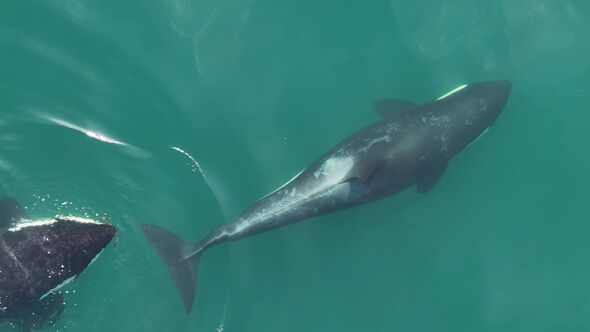 orcas-innovate-with-seaweed-tool-for-grooming-rituals