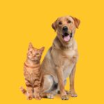 pet-ownership-linked-to-slower-cognitive-decline-in-aging-adults