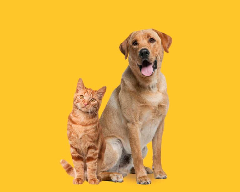 pet-ownership-linked-to-slower-cognitive-decline-in-aging-adults