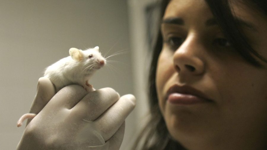 promising-alternatives-to-animal-research-still-require-development