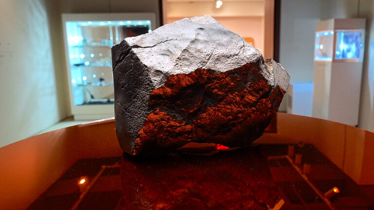 Rare juvenile Ceratosaurus skeleton and the largest Martian meteorite are on view for the first time