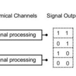 researchers-develop-e-coli-sensors-for-real-time-toxin-detection