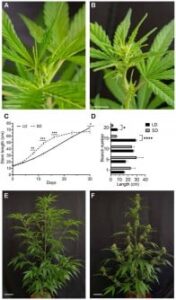 researchers-uncover-hormonal-secrets-behind-cannabis-flowering
