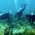 scientists-crossbreed-corals-to-enhance-florida-and-caribbean-reefs