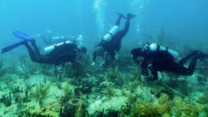 scientists-crossbreed-corals-to-enhance-florida-and-caribbean-reefs