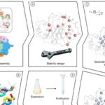 scientists-develop-stable-enzymes-with-unmatched-catalytic-efficiency
