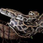 scientists-discover-unique-cells-in-pythons-for-bone-absorption