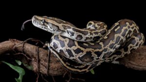 scientists-discover-unique-cells-in-pythons-for-bone-absorption
