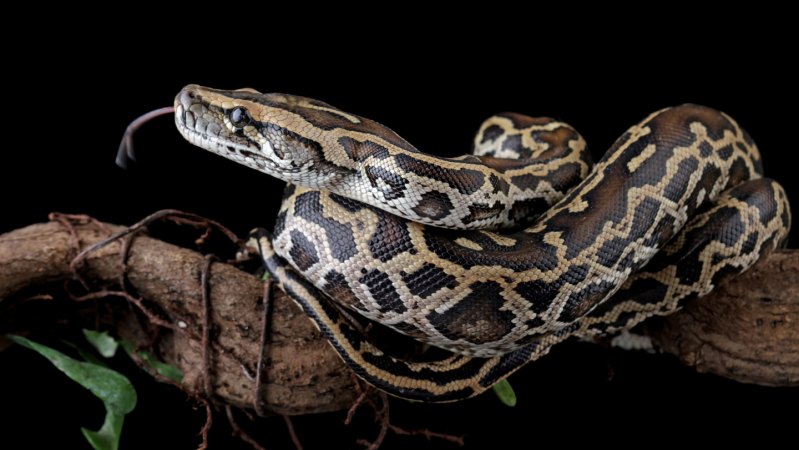 scientists-discover-unique-cells-in-pythons-for-bone-absorption