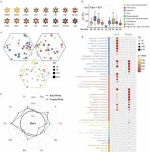 scientists-uncover-501-nutrients-in-colorful-wheat-boosting-health