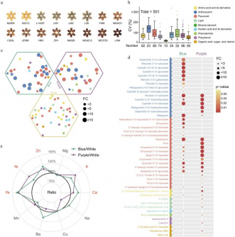 scientists-uncover-501-nutrients-in-colorful-wheat-boosting-health