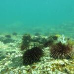 study-shows-economic-and-ecological-benefits-of-restoring-kelp-forests-by-culling-sea-urchins