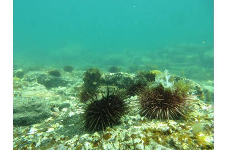 study-shows-economic-and-ecological-benefits-of-restoring-kelp-forests-by-culling-sea-urchins