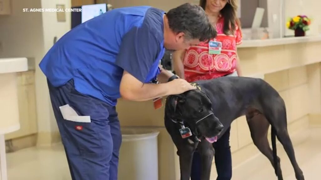 therapy-dogs-bring-joy-to-patients-at-st-agnes-medical-center
