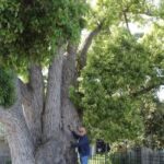 urban-forests-flourish-in-san-diego-with-happy-tree-walks-