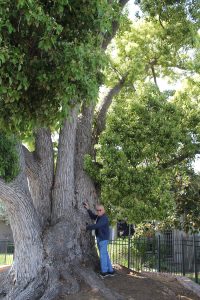 urban-forests-flourish-in-san-diego-with-happy-tree-walks-