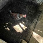 urgent-239-birds-seized-in-major-cockfighting-bust-in-ohio