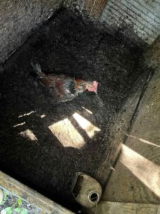 urgent-239-birds-seized-in-major-cockfighting-bust-in-ohio