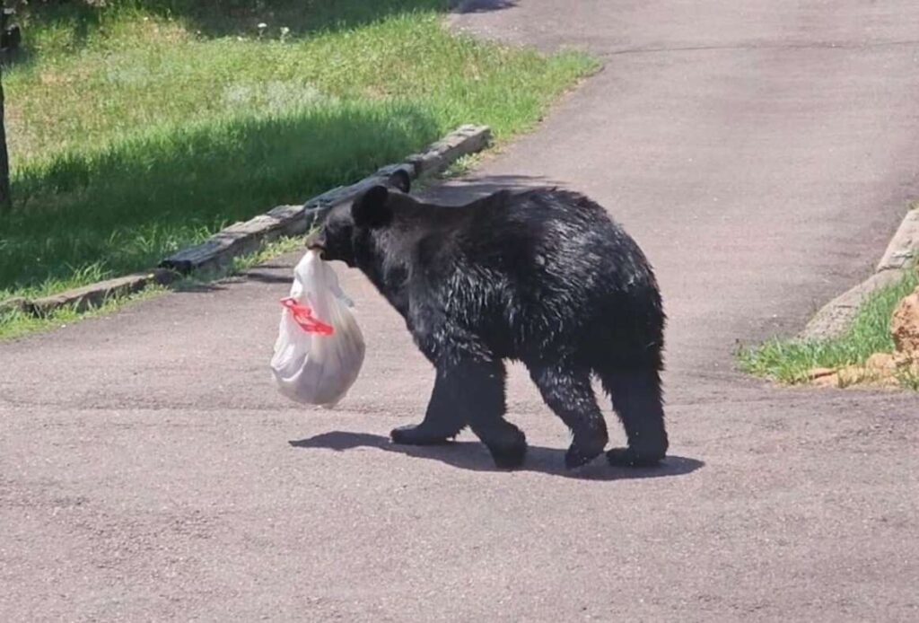 urgent-alert-aggressive-bear-sighted-in-durango-neighborhoods
