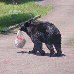 urgent-alert-aggressive-bear-sighted-in-durango-neighborhoods