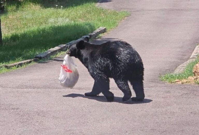 urgent-alert-aggressive-bear-sighted-in-durango-neighborhoods