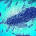 urgent-alert-flesh-eating-bacteria-claims-four-lives-in-florida