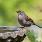 urgent-experts-reveal-3-vital-tips-to-save-birds-in-extreme-heat