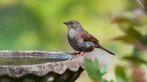 urgent-experts-reveal-3-vital-tips-to-save-birds-in-extreme-heat