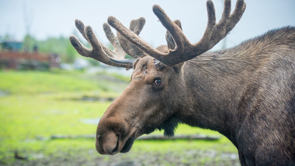 urgent-moose-forces-closure-of-popular-new-york-hiking-trail