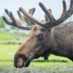 urgent-moose-forces-closure-of-popular-new-york-hiking-trail