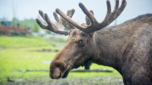 urgent-moose-forces-closure-of-popular-new-york-hiking-trail