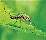 urgent-mosquito-treatment-scheduled-for-carson-city-on-july-23