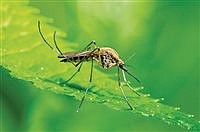 urgent-mosquito-treatment-scheduled-for-carson-city-on-july-23