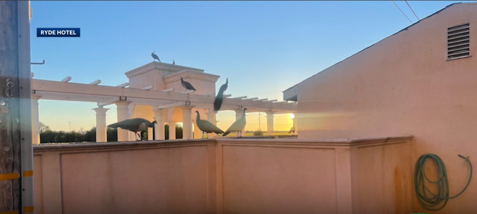 urgent-search-37-peacocks-missing-from-historic-ryde-hotel
