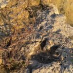 ancient-dinosaur-tracks-discovered-in-texas-after-floods