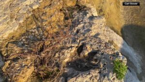 ancient-dinosaur-tracks-discovered-in-texas-after-floods