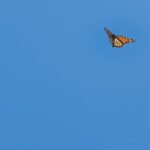 ann-gorman-s-through-my-lens-exhibit-debuts-on-august-8