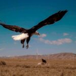 biden-s-wind-energy-rules-criticized-for-eagle-mortality-rates