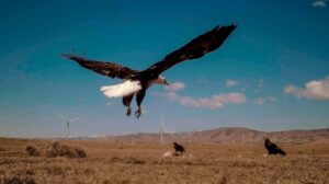 biden-s-wind-energy-rules-criticized-for-eagle-mortality-rates