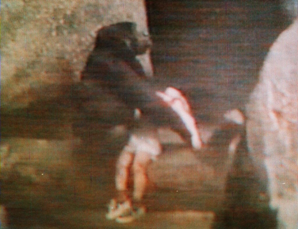 binti-jua-the-gorilla-saves-boy-in-brookfield-zoo-incident