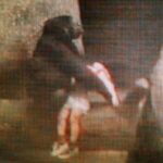 binti-jua-the-gorilla-saves-boy-in-brookfield-zoo-incident