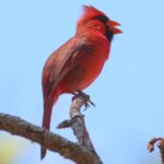 birds-extend-singing-time-by-50-minutes-in-light-polluted-areas