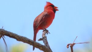 birds-extend-singing-time-by-50-minutes-in-light-polluted-areas