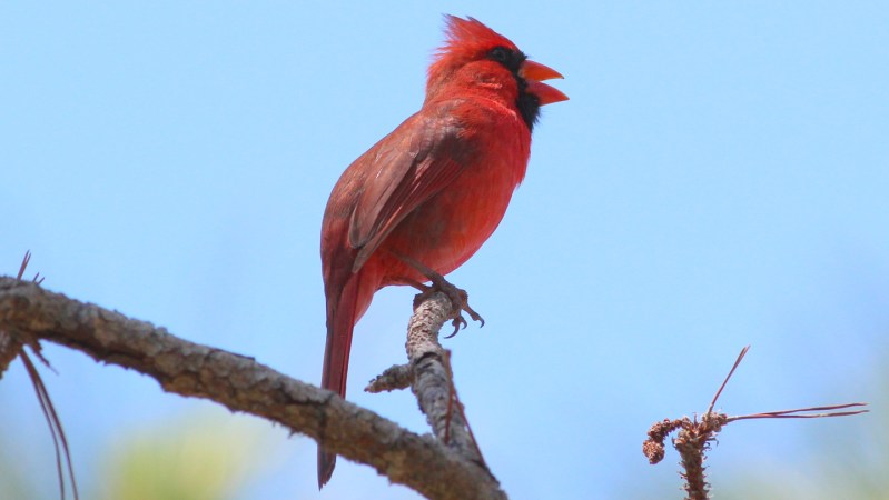 birds-extend-singing-time-by-50-minutes-in-light-polluted-areas