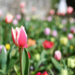 canon-5d-a-150-classic-still-impresses-in-2024
